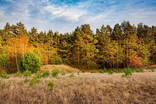 A Dune in the Forest by Gruppe F